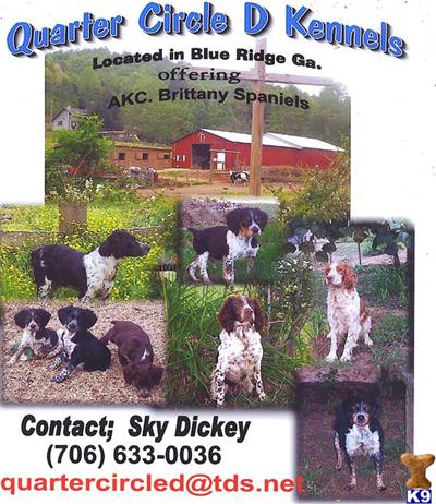 Brittany Puppies for Sale